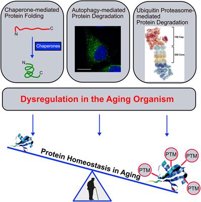 Editorial: Dysregulated Protein Homeostasis in the Aging Organism